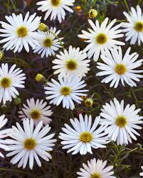 White Arctotis Flower Seeds Heirloom Non-GMO High Germination Organic Garden Seeds