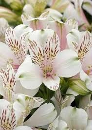 White Alstroemeria Flowers Seeds – Heirloom, Non-GMO, High Germination Organic Garden Seeds for Planting