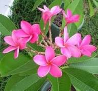 Plumeria Flower Seeds Pink – Heirloom, Non-GMO, High Germination, Organic Garden Seeds for Planting Seeds for Planting