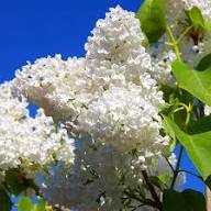 Purple White Lilac Flower Seeds – Heirloom, Non-GMO, High Germination Organic Garden Seeds for Planting