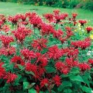 Red Bergamot Flower Seeds Heirloom Non-GMO High Germination Organic Garden Seeds for Planting