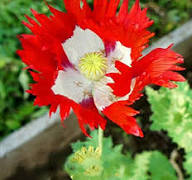 Red White Somniferum Flower Seeds for Planting – Heirloom Non-GMO High Germination Organic Garden Seeds