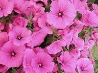 Pink Trimestris Flower Seeds Heirloom Non-GMO High Germination Organic Garden Seeds for Planting
