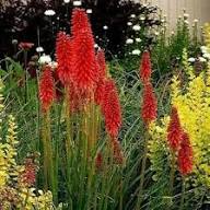 Perennial Kniphofia Flower Seeds Red – Heirloom, Non-GMO, High Germination Organic Garden Seeds for Planting