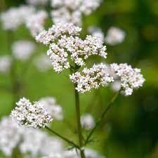 White Valerian Flower Seeds – Heirloom, Non-GMO, High Germination Organic Garden Seeds