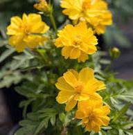 Mixed Bidens Flower Seeds for Planting – Heirloom Non-GMO High Germination Organic Garden Seeds