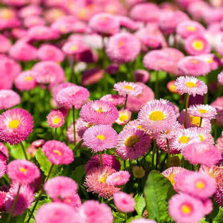 Daisy Double Monstrosa Bellis perennis Rose Pink heirloom non-GMO garden seeds for planting with double rose pink blooms growing in a home garden