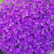 Violet Aubretia Flower Seeds – Heirloom Non-GMO High Germination Organic Garden Seeds