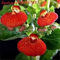 Red Giant Calceolaria Flower Seeds – Heirloom Non-GMO High Germination Organic Garden Seeds for Planting