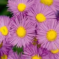 Pink Erigeron Karvinskianus Flower Seeds – Heirloom, Non-GMO, High Germination