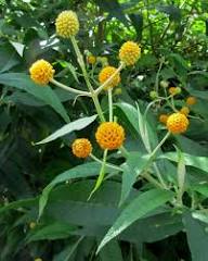 Yellow Buddleja Globosa Flower Seeds – Heirloom, Non-GMO, High Germination Seeds