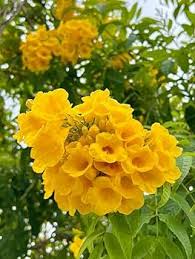 Yellow Retama Flower Seeds – Heirloom, Non-GMO, High Germination Organic Seeds