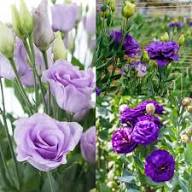 Lisianthus Flower Purple Seeds – Heirloom, Non-GMO, High Germination Organic Garden Seeds for Planting Seeds for Planting