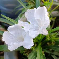 Petunia Flower Seeds White Heirloom Non-GMO High Germination Organic Garden Seeds for Planting