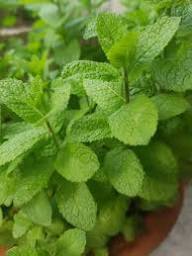 Organic Mint Plant Seeds Heirloom Non-GMO High Germination Organic Garden Seeds for Planting