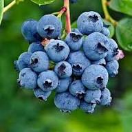 Wild Lowbush Blueberries Fruit Seeds for Planting Heirloom Non-GMO High Germination Organic Garden Seeds