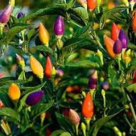 Mixed Bolivian Rainbow Chili Pepper Seeds – Heirloom, Non-GMO, High Germination Organic Garden Seeds Planting