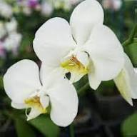 White Yellow Climbing Orchid Flower Seeds – Heirloom Non-GMO High Germination Organic Garden Seeds