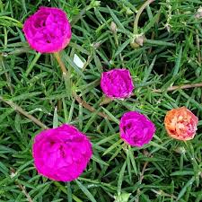 Portulaca Flower Seeds Pink Heirloom Non-GMO High Germination Organic Garden Seeds for Planting