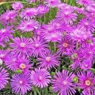 Delosperma Purple Flower Seeds for Planting Heirloom Non-GMO High Germination Organic Garden Seeds