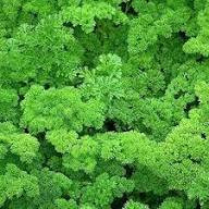 Parsley Plant Seeds Heirloom Non-GMO High Germination Organic Garden Seeds for Planting