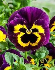 Yellow Purple Viola Flower Seeds – Heirloom Non-GMO High Germination Organic Garden Seeds