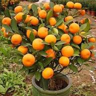 Orange Eberesche Sorbus Sibirica Samen zum Pflanzen – Alte Sorte gentechnikfrei hohe Keimfähigkeit Bio-Gartensamen