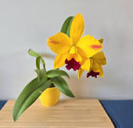 Yellow Cattleya Orchid Flower Seeds – Heirloom, Non-GMO, High Germination Organic Garden Seeds