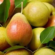 Cream Pear Seeds Heirloom Non-GMO High Germination Organic Garden Seeds for Planting