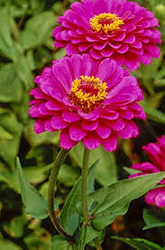 Zinnia Flower Seeds Purple – Heirloom Non-GMO High Germination Organic Garden Seeds