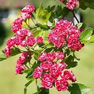 Pink Hawthorn Flower Seeds Pink – Heirloom, Non-GMO High Germination Seeds for Planting | Organic Garden Seeds