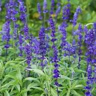 Salvia Azurea Flower Seeds – Heirloom Non-GMO High Germination Organic Garden Seeds