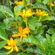 Yellow Goodenia Flower Seeds – Heirloom, Non-GMO, High Germination Seeds