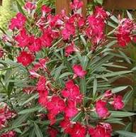 Red Nerium Flower Seeds – Heirloom, Non-GMO, High Germination Organic Garden Seeds for Planting