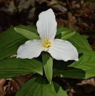 Trillium Flower Seeds White Heirloom Non-GMO High Germination Organic Garden Seeds for Planting