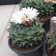 White Obregonia Denegrii Flower Seeds Heirloom Non-GMO High Germination Organic Garden Seeds