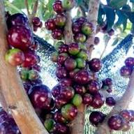 Plinia Jaboticaba Paulista Fruit Seeds for Planting Heirloom Non-GMO High Germination Organic Garden Seeds