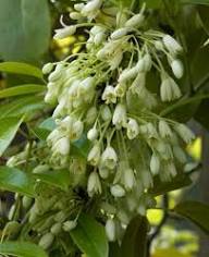 White Holboellia Flower Seeds Heirloom Non-GMO High Germination Organic Garden Seeds for Planting