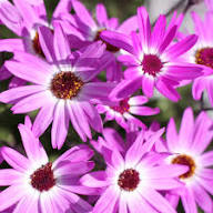 Semillas de flores Senetti Pericallis rosa y blanca para plantar – Semillas de jardín orgánicas, de reliquia, sin OMG, de alta germinación