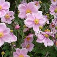 Anemonenblumensamen Rosa – Alte Sorte, gentechnikfrei, keimstark, Bio-Gartensamen zum Pflanzen