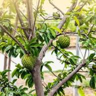 Soursop Fruit Seeds for Planting – Cultivate Tropical Nutrient-Rich Delight, Heirloom &amp; Non-GMO, High Germination Seeds Seeds for Planting Organic Garden Seeds