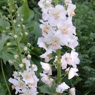 Verbascum Phoeniceum Flower Seeds Heirloom Non-GMO High Germination Organic Garden Seeds