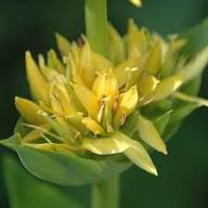 Yellow Gentiana Lutea Flower Seeds Heirloom Non-GMO High Germination Organic Garden Seeds for Planting
