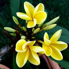 Yellow White Frangipani Flower Seeds for Planting | Heirloom Non-GMO Organic