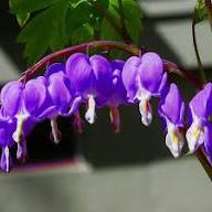 Purple Dicentra Spectabilis Flower Seeds – Heirloom, Non-GMO, High Germination