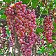 Grape Seeds Pink Heirloom Non-GMO High Germination Organic Garden Seeds for Planting