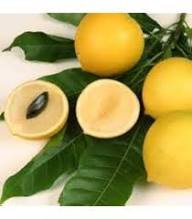 Plinia aureana Yellow Jabuticaba Fruit Seeds for Planting Heirloom Non-GMO High Germination Organic Garden Seeds