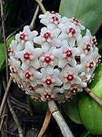 Mixed Hoya Carnosa Flower Seeds – Heirloom, Non-GMO, High Germination Seeds