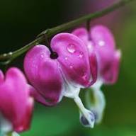 Purple Dicentra Spectabilis Flower Seeds – Heirloom, Non-GMO, High Germination