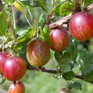 Stachelbeersamenmischung – Alte Sorte, gentechnikfrei, keimfreudig, Bio-Gartensamen zum Pflanzen